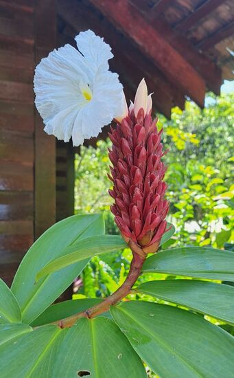 Der Besitzer des Resorts ist ein Blumenliebhaber. Jede Menge bunte Blüten u.a. die Nationalblume, der rote Hibiskus, zieren das Resort, welche von vielen prächtigen Schmetterlingen besucht werden.