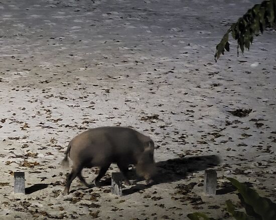 ein börtiges Wildschwein beim Nachtspaziergang am Strand