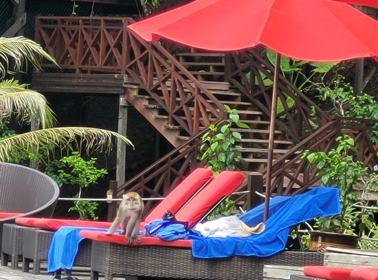 Cleveres Männchen weiß und denkt:  mittags sind alle beim Schmausen und da kann ich Liegengebliebenes mir aneignen. Oje, da sind noch 2 Tiroler und haben keinen Hunger! Die sehen mich und haben keine Angst vor mir, zumindest er! Aber von den Schweizern klau ich mir trotzdem das Sackerl mit der Sonnencreme.