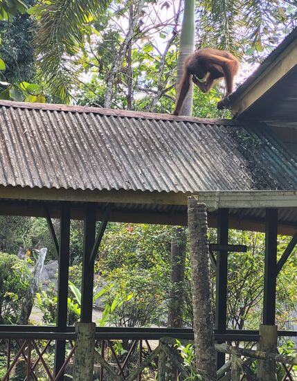 Ich konnte es kaum glauben! Als Manni unsere beiden Trollys über die Stege schleppte und ich gottseidank mit meinem Handy vorausging, polterte mir diese Begrüßungsdame vor Linse.