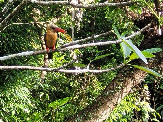 ... man kann dabei bei einem Bierchen die Natur genießen.
Dieser Kingfischer ist wahrscheinlich der meist abgelichtete Vogel von Borneo.