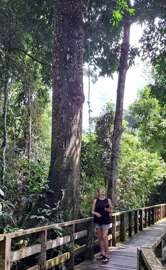 Durch den Regenwald führen Stege, die nicht verlassen werden dürfen.