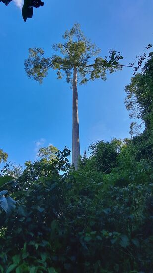 Giganten wachsen in den Himmel.