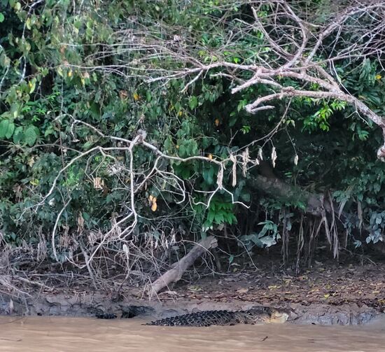 ... am größten (ca. 5 bis 6 Meter)