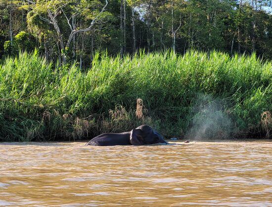 ... eine Flussbreite schwimmen ist genug und jetzt ab zum Frühstück