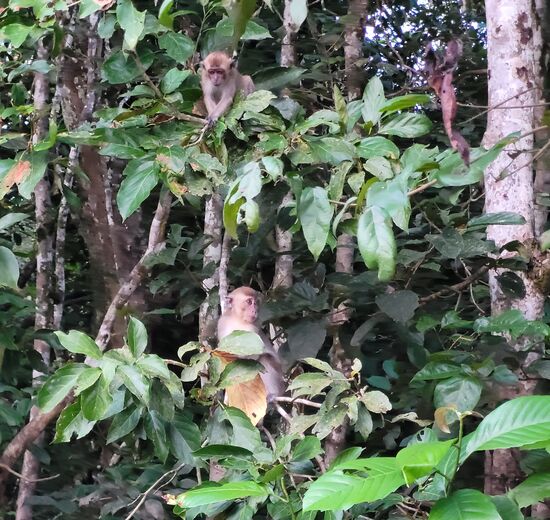 Affenkindergarten - dutzende, verspielte Kleine und einige Aufpasser