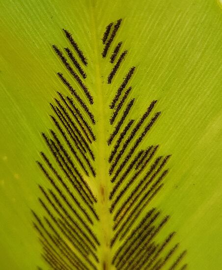 die Natur ist eine Künstlerin