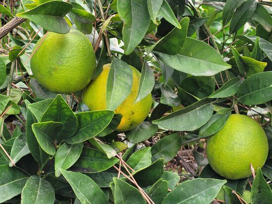 die Orangen waren noch nicht reif
