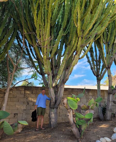 mein kleiner, grüner Kaktus ...
