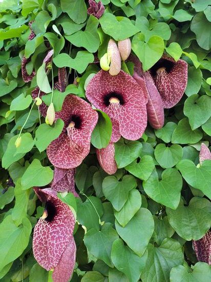 eine fleischfressende Pflanze