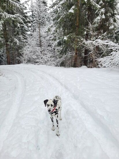 Amira ist nicht mehr so vom Schnee begeistert wie in jungen Jahren