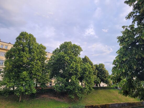 riesige Linden säumen das Ufer der Ljubljanica