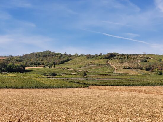 im Hintergrund die ersten Weinreben
