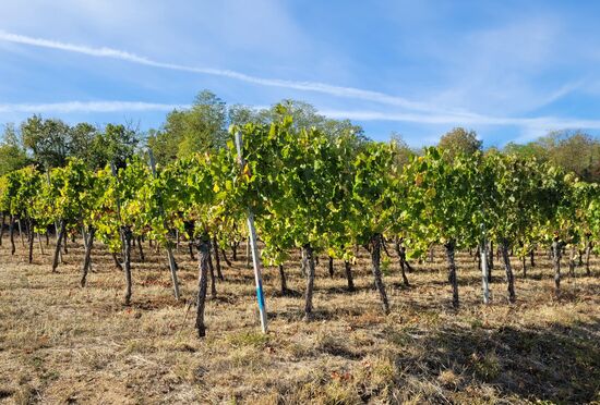 der Radweg führte hinauf und hinunter durch die Weinberge