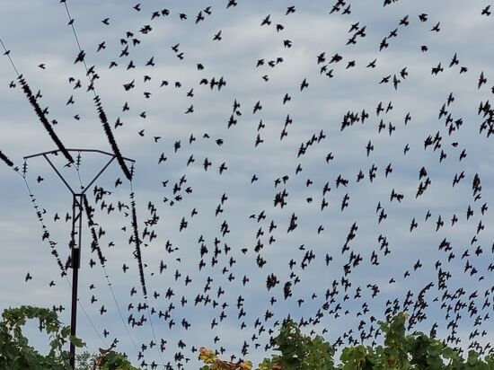 Für die Stare sind die Weinberge scheinbar das Schlaraffenland. Zuerst sammelten sie sich oberhalb auf den Drähten um sich anschließend wie auf Kommando auf die Trauben zu stürzen.