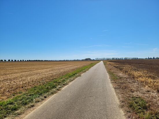 ... und wieder gings gerade aus - links und rechts alles abgeerntet