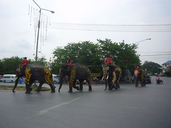 Elefanten auf dem Weg zum Festumzug