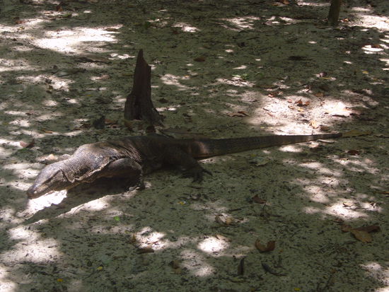 dieses Exemplar ist ca. 1,50 m lang