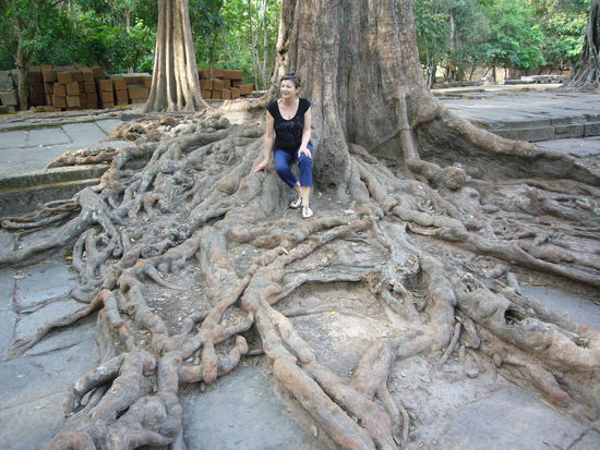 Der Dschungel verschluckt den Tempel Ta Prohm.