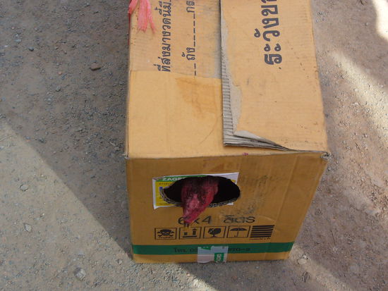 im Bus-Gepäckraum reisten u.a. Mopeds und sogar lebende Passagiere mit