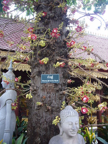 eine wunderschöne Schmarozerpflanze hat sich auf diesem Baum angesiedelt