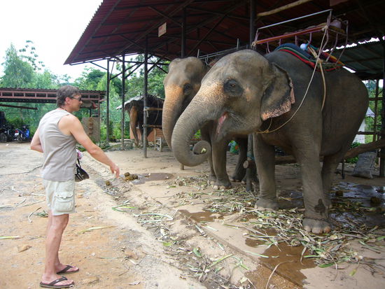 Ananas schmecken auch den Dickhäutern