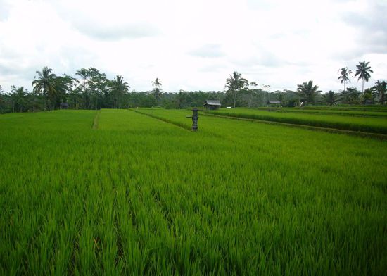 vorbei an sattgrünen Reisfeldern