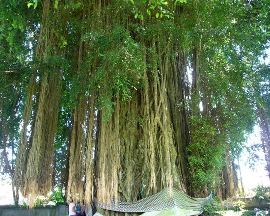 dieser heilige Baum ist 500 Jahre alt