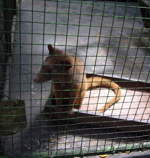 Kopi Luwak wird von diesem reizenden Tier produziert bzw. gesch.....n