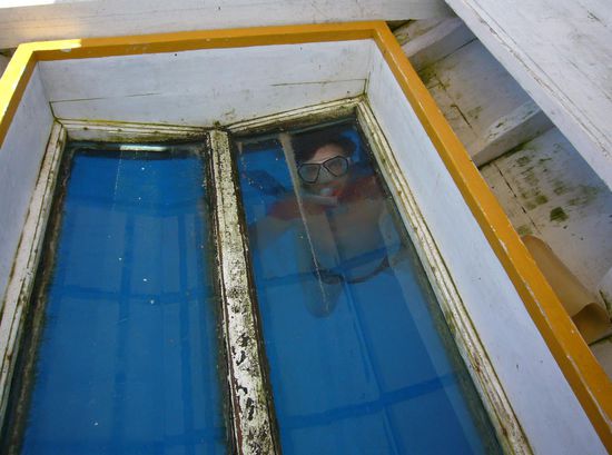 ein seltsamer Meeresbewohner schaut durch den Glasboden ins Boot