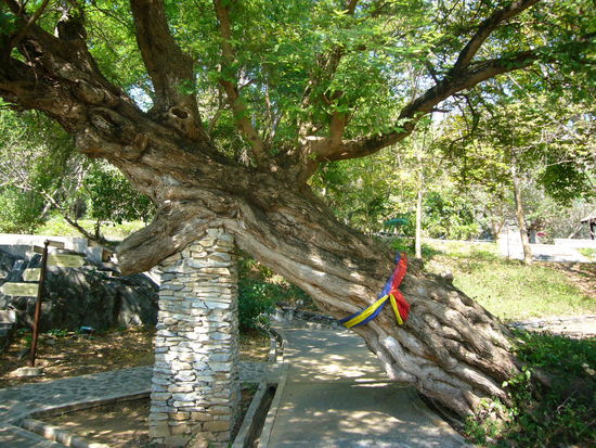 Baumstütze im Palastgarten