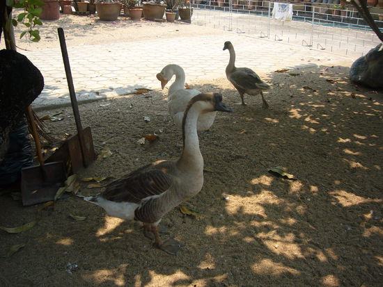 die laute Nachbarschaft