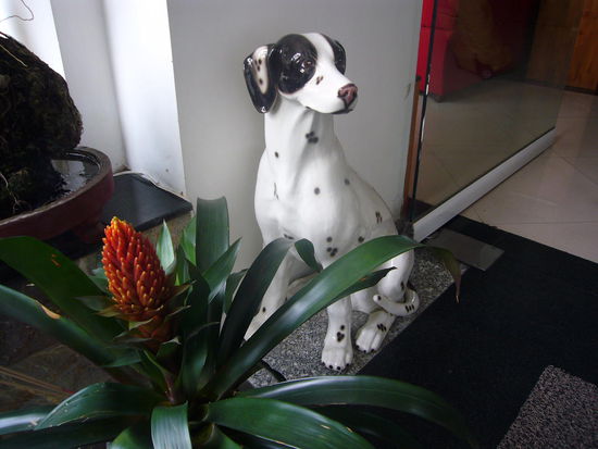 eine Amira bewachte das Hotel