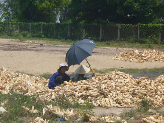 direkt vor der Grenze auf der Straße wird der Mais ausgemacht