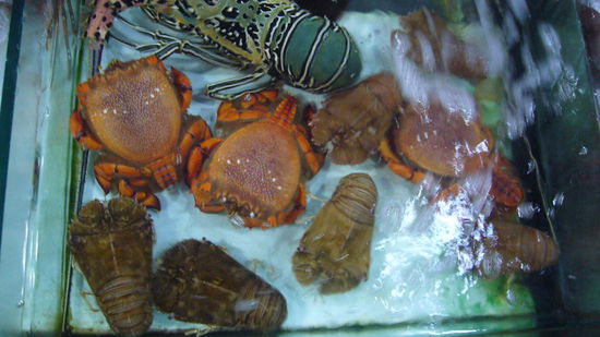 ein Lobster mit ca. 2 kg kostet ca. EUR 100,--