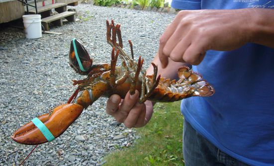 vor dem Kochtopf -
Manni versetzt den Lobster durch Bauchstreicheln in schlafähnlichen Zustand