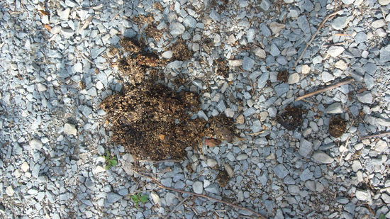 oh Gott, Bärensch.... immer wieder am Weg