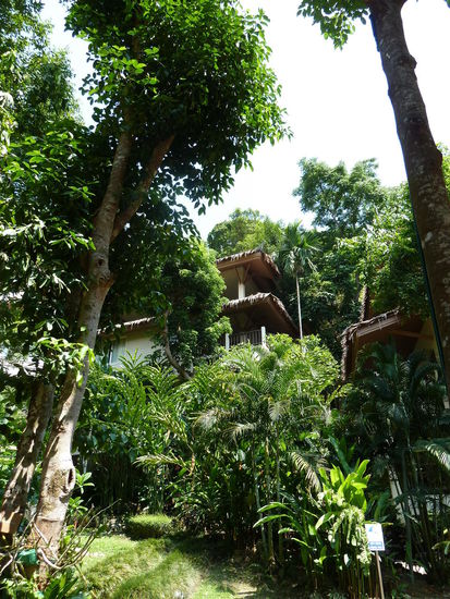 Das Pakasai Resort ist ein ausgezeichnetes GREEN-Hotel mit einer wunderschönen tropischen Anlage den Berg hinauf.Durch die großen Bäume war das Zimmer immer im Schatten und der Ausblick wirkte wie von einem Baumhaus.