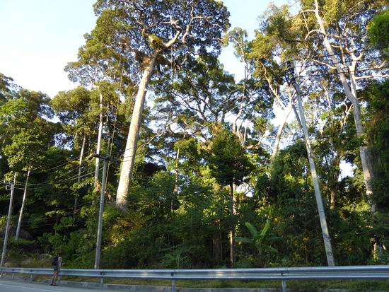 mitten durch den Dschungel