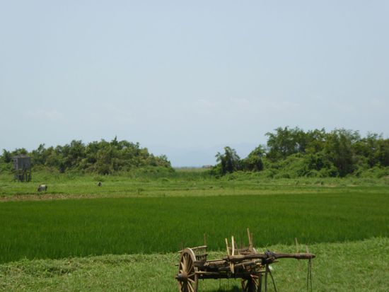 die Reisfelder um den Inle-See sind bestellt und leuchten bereits grün