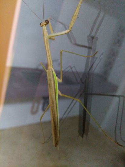 langbeiniger Besuch am Abend