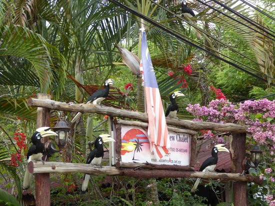 der Besitzer von Sunset View Chalets füttert tagtäglich abends um halb sieben die Nashornvögel - mit einem Pfiff lockte er die Vögel und sie kamen in Scharen aus dem Urwald angeflogen