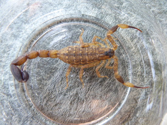 Wir wohnten ja am Rande des Dschungels und natürlich gab es hier jede Menge kleiner Tiere, wie Echsen in jeder Farbe und Vögel, etc.
Mit diesem Tierchen auf dem Foto oben verbrachten wir die Nacht im selben Zimmer. Am Morgen sichtete Manni das Ungeheuer am Vorhang festgekrallt. Am Abend vorher hatten wir bereits - wahrscheinlich war es das Weibchen von ihm - aus dem Badezimmer verbannt!