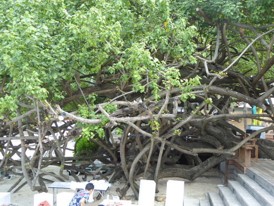 ein kunstvoll gewachsener Baum in der Ao Phrao