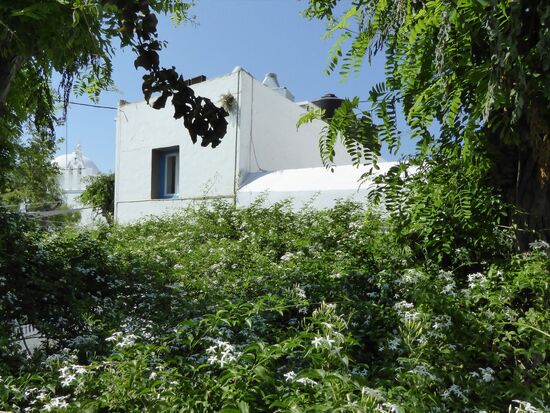 die Blume des Jahres derTiroler Gärtner blüht hier überall und duftet!!!