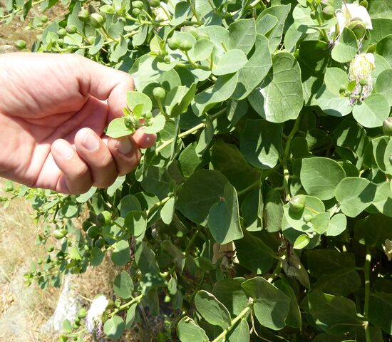 Auf den Inseln wachsen die Kapern am Wegesrand. Hier wird sehr viel damit gewürzt, besonders Salate.