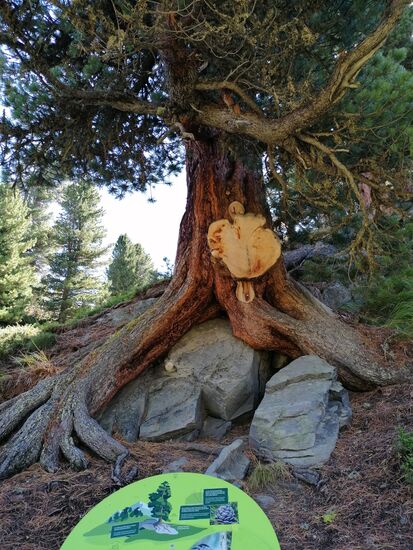 Die prächtigen Zirbenkiefern wachsen sehr langsam und können bis zu 25 Meter hoch und sehr alt werden.