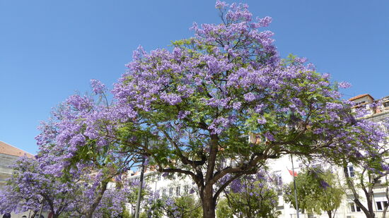 so sehen die Alleebäume in Lissabon aus