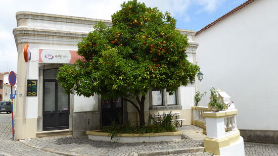 Orangenbaum mitten im Ort