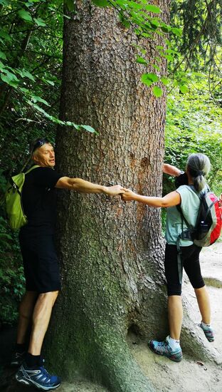 Stammumfang = 3 Mann/Frau mit ausgestreckten Armen dick